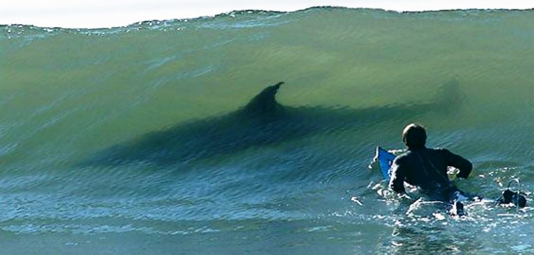 Французскую туристку укусила акула
