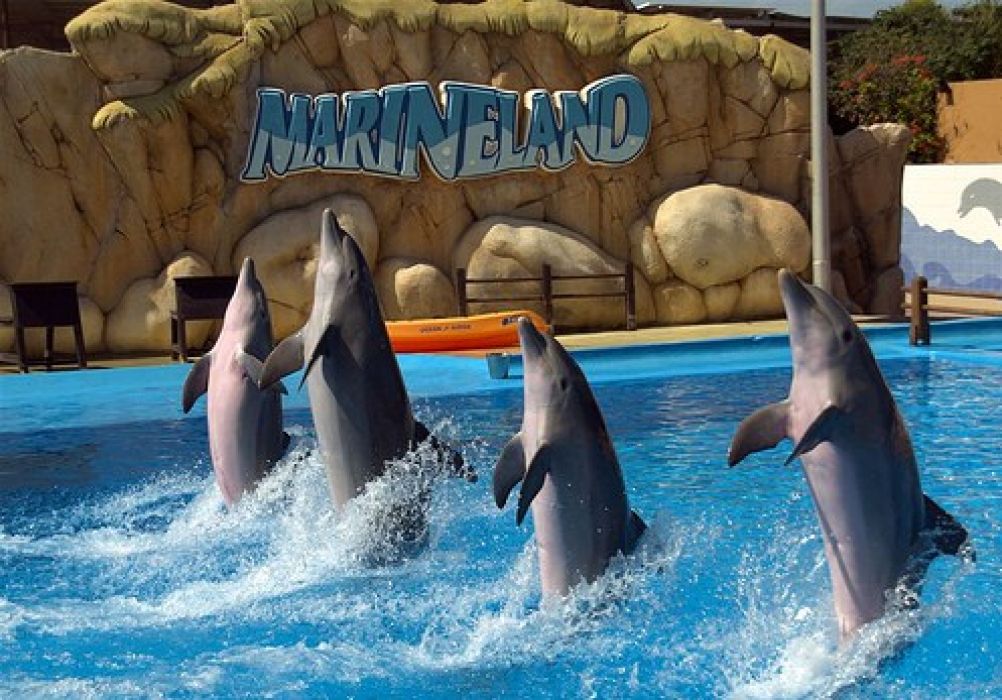 Во Франции запретили держать дельфинов в неволе