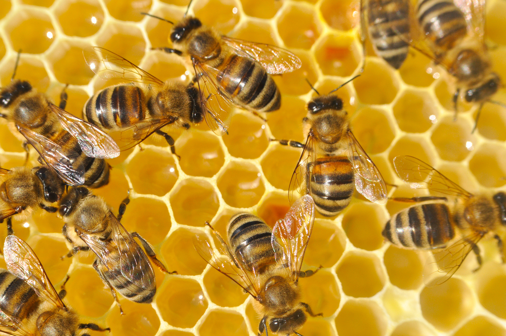 Французские пчёлы рискуют умереть от голода | SLON