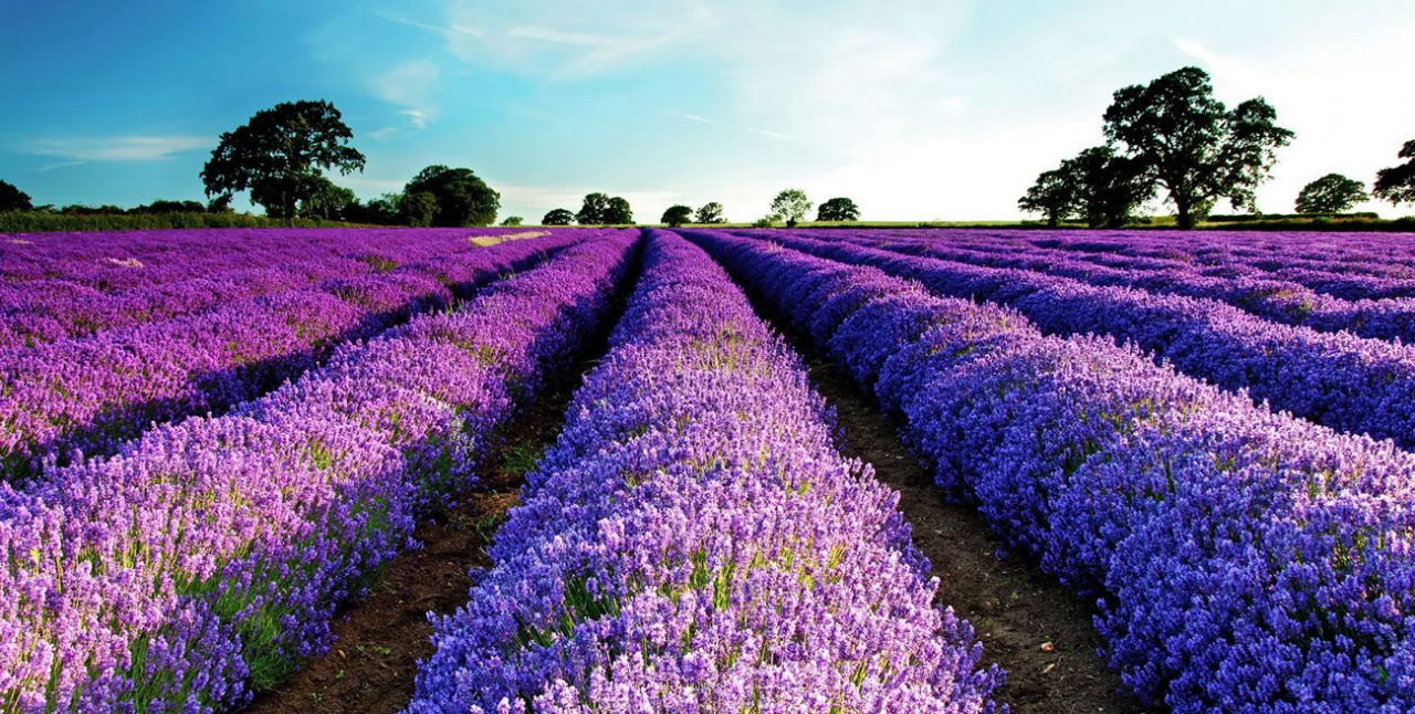 france-lavender-1280x646.jpg