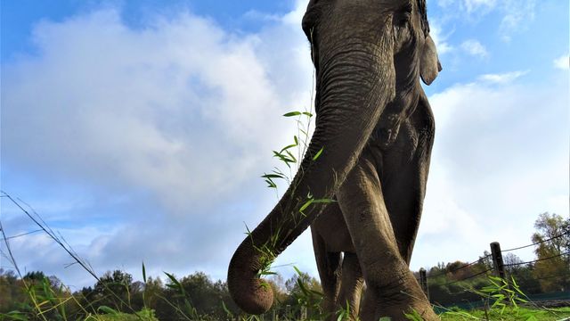 elephant-haven-gandhi-sofie-pic-3-jpg.jpg