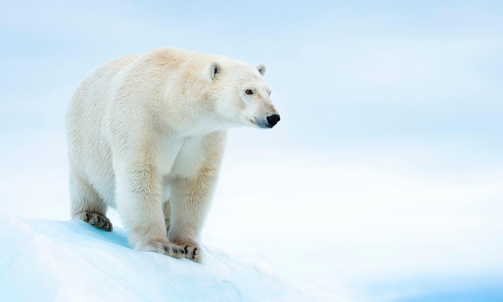 42ny6cwj8t_Polar_bear_on_ice_in_Svalbard_Norway_WW294883.jpg