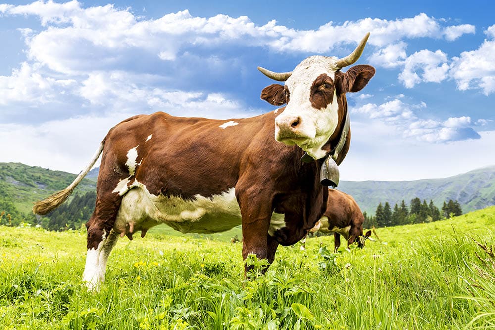 abondance-cattle_ventdusud_Shutterstock.jpg